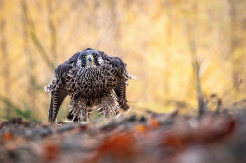sokol stěhovavý (Falco peregrinus)...