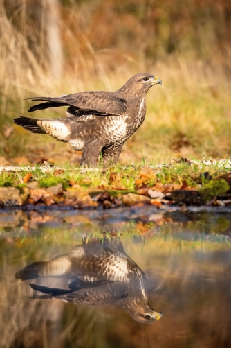 káně lesní (Buteo buteo) Common buzzard