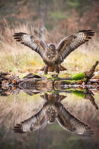 káně lesní (Buteo buteo) Common buzzard