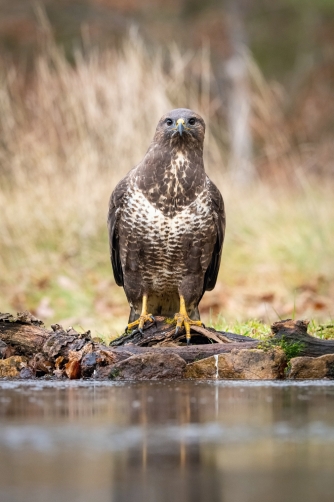 káně lesní (Buteo buteo) Common buzzard