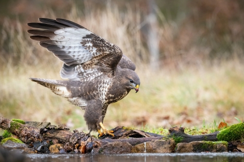 káně lesní (Buteo buteo) Common buzzard