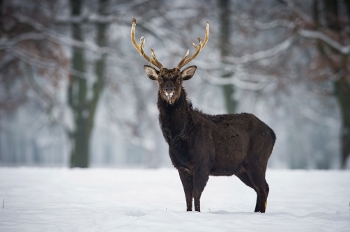 jelen sika japonský (Cervus nippon) Sika...