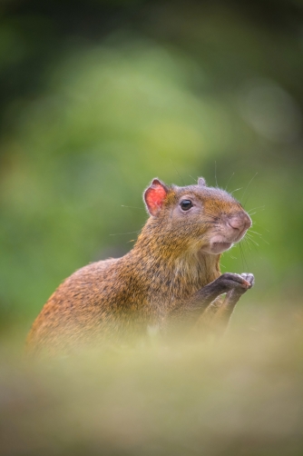 aguti středoamerický (Dasyprocta punctata)...