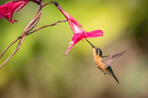 kolibřík fialovohrdlý (Lampornis...