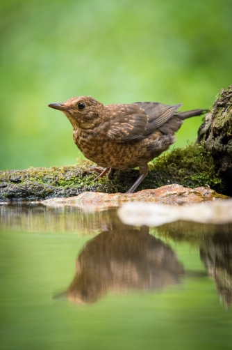 kos černý (Turdus merula) Common blackbird