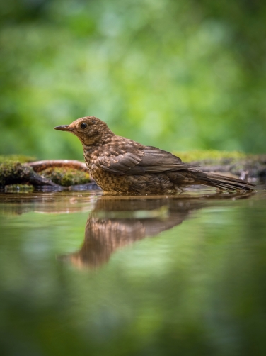 kos černý (Turdus merula) Common blackbird