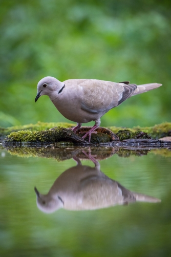 hrdlička zahradní (Streptopelia decaocto)...