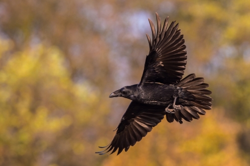 krkavec velký (Corvus corax) Common raven