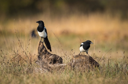 straka obecná (Pica pica) Eurasian magpie