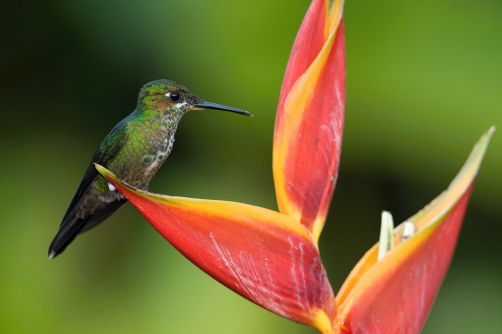 kolibřík subtropický (Heliodoxa jacula)...