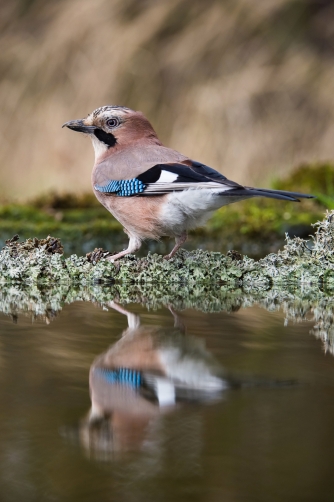 sojka obecná (Garrulus glandarius) Eurasian...