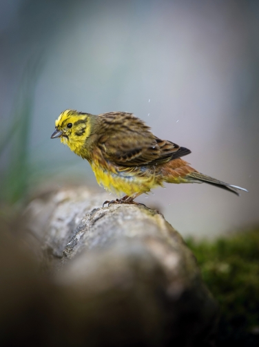 strnad obecný (Emberiza citrinella)...