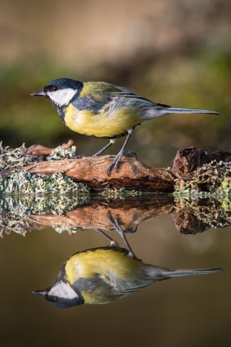 sýkora koňadra (Parus major) Great tit