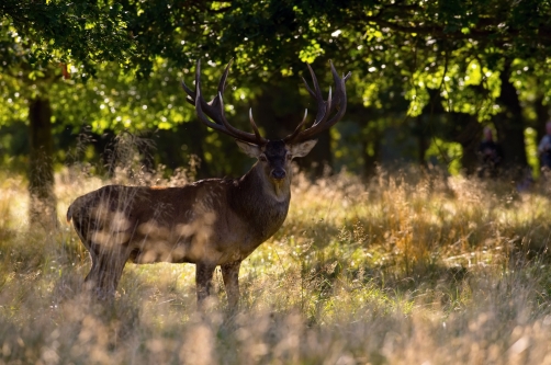 jelen lesní (Cervus elaphus) Red deer