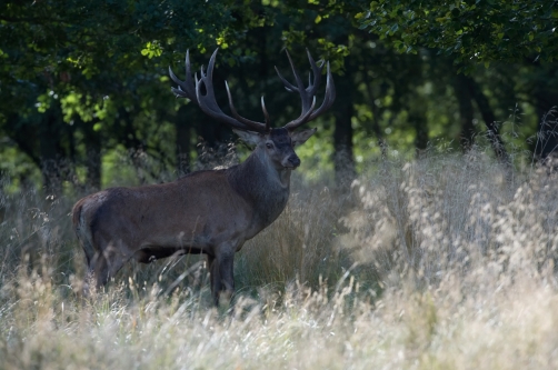 jelen lesní (Cervus elaphus) Red deer