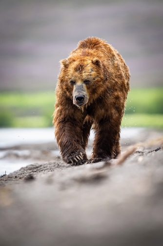 medvěd hnědý kamčatský (Ursus arctos...