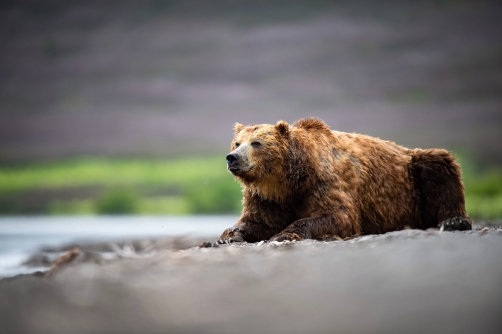 medvěd hnědý kamčatský (Ursus arctos...