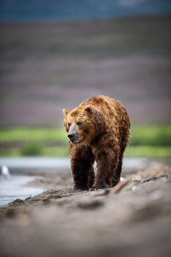 medvěd hnědý kamčatský (Ursus arctos...