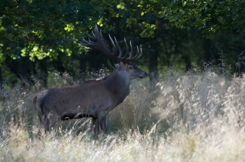 jelen lesní (Cervus elaphus) Red deer