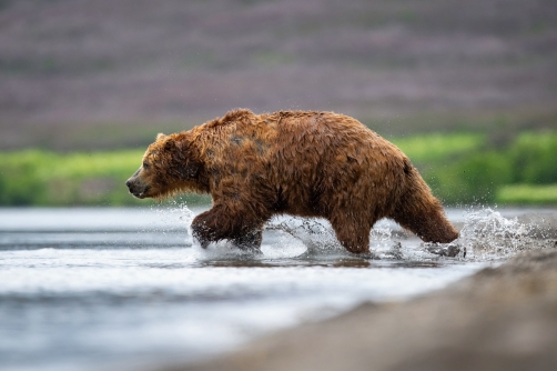 medvěd hnědý kamčatský (Ursus arctos...