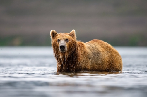 medvěd hnědý kamčatský (Ursus arctos...