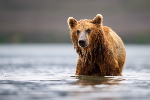 medvěd hnědý kamčatský (Ursus arctos...