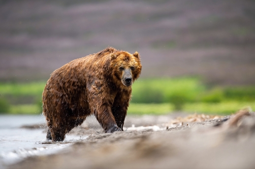 medvěd hnědý kamčatský (Ursus arctos...