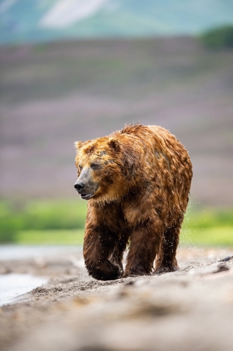 medvěd hnědý kamčatský (Ursus arctos...