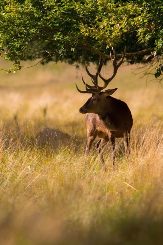 jelen lesní (Cervus elaphus) Red deer