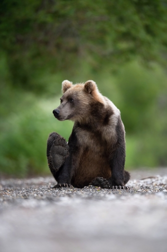 medvěd hnědý kamčatský (Ursus arctos...