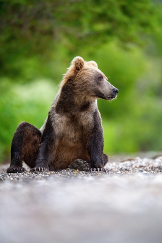 medvěd hnědý kamčatský (Ursus arctos...