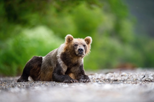 medvěd hnědý kamčatský (Ursus arctos...