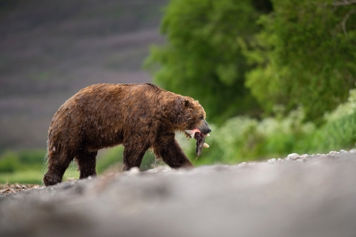 medvěd hnědý kamčatský (Ursus arctos...