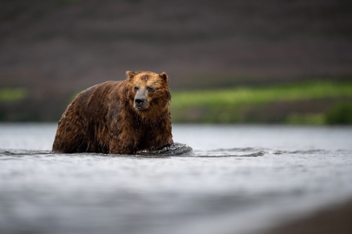 medvěd hnědý kamčatský (Ursus arctos...