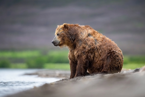 medvěd hnědý kamčatský (Ursus arctos...