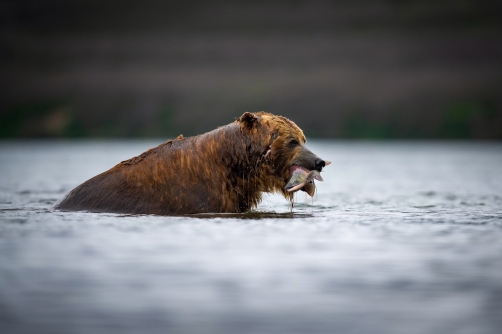 medvěd hnědý kamčatský (Ursus arctos...