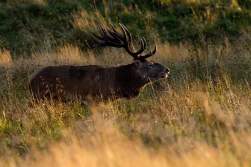 jelen lesní (Cervus elaphus) Red deer