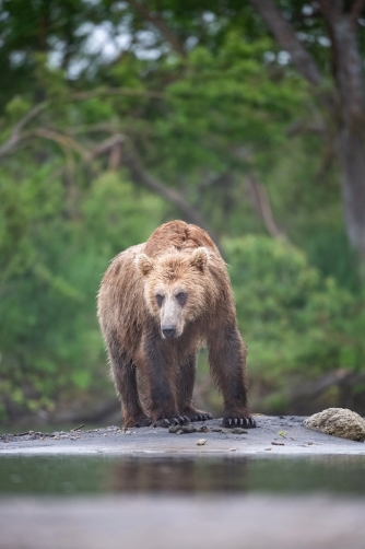 medvěd hnědý kamčatský (Ursus arctos...