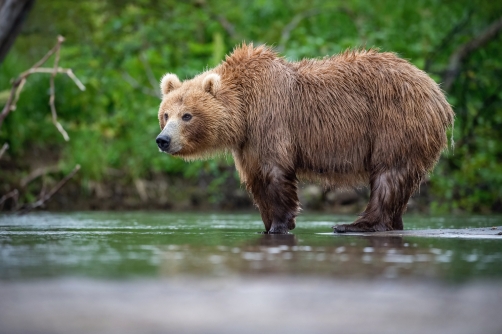 medvěd hnědý kamčatský (Ursus arctos...