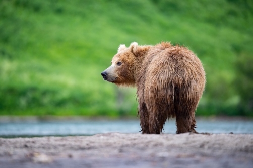 medvěd hnědý kamčatský (Ursus arctos...