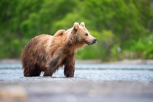 medvěd hnědý kamčatský (Ursus arctos...