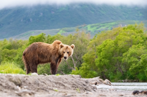 medvěd hnědý kamčatský (Ursus arctos...