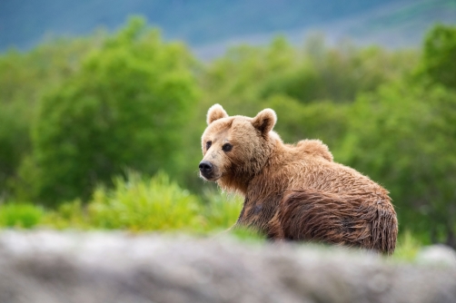 medvěd hnědý kamčatský (Ursus arctos...