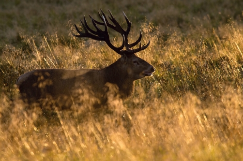 jelen lesní (Cervus elaphus) Red deer