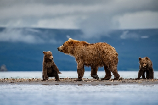 medvěd hnědý kamčatský (Ursus arctos...