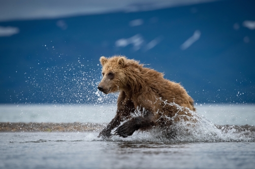 medvěd hnědý kamčatský (Ursus arctos...