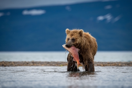 medvěd hnědý kamčatský (Ursus arctos...