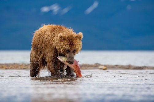 medvěd hnědý kamčatský (Ursus arctos...