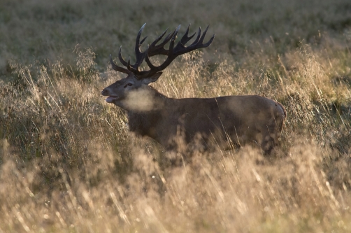 jelen lesní (Cervus elaphus) Red deer