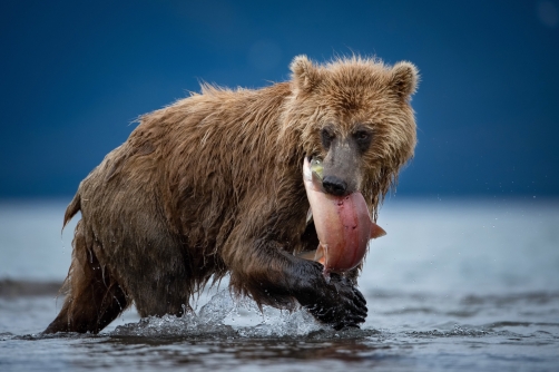 medvěd hnědý kamčatský (Ursus arctos...